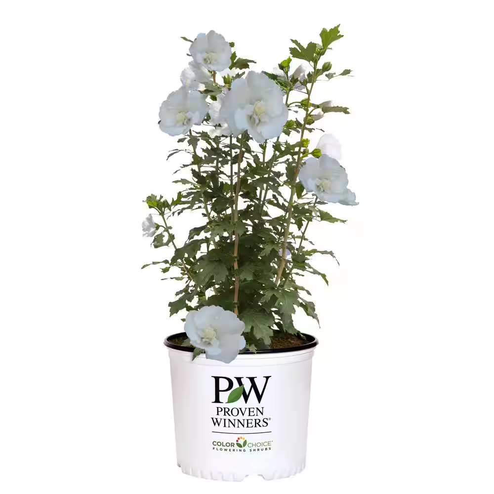 2 Gal. White Pillar Rose of Sharon (Hibiscus) Plant with White Flowers