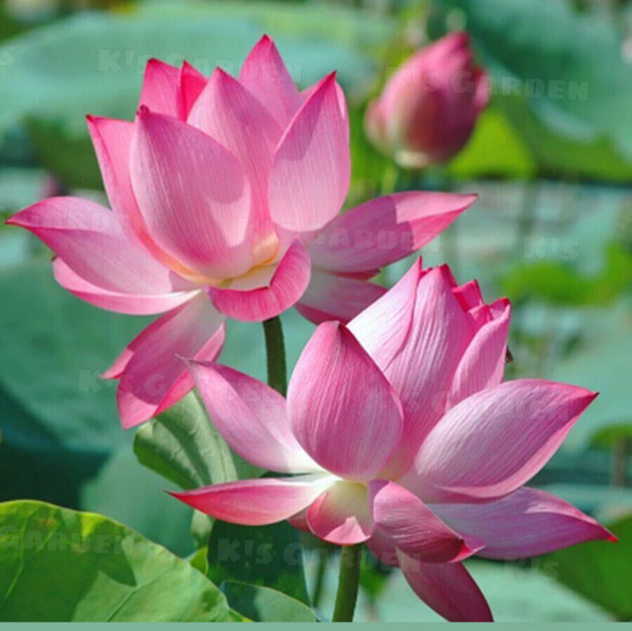 5 PCS PINK WHITE LOTUS SEEDS – 5 HẠT SEN TA TRẮNG HỒNG (95% GERMINATION)