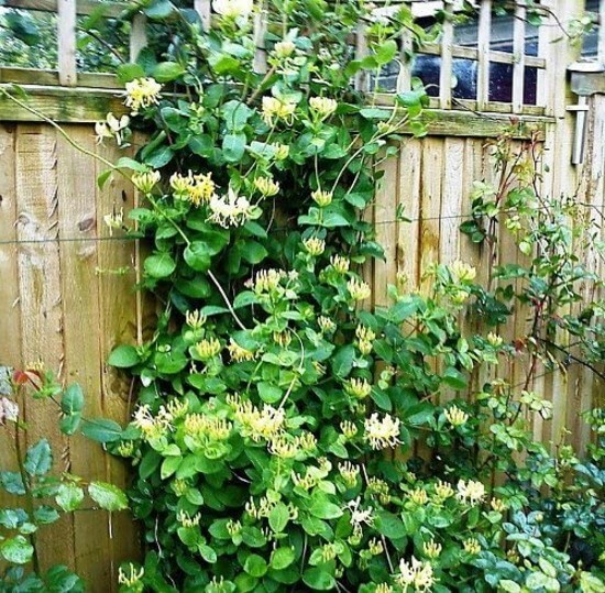 Lonicera Proven Winner Scentsation Honeysuckle Very Fragrant 4″ Pot Live Plant