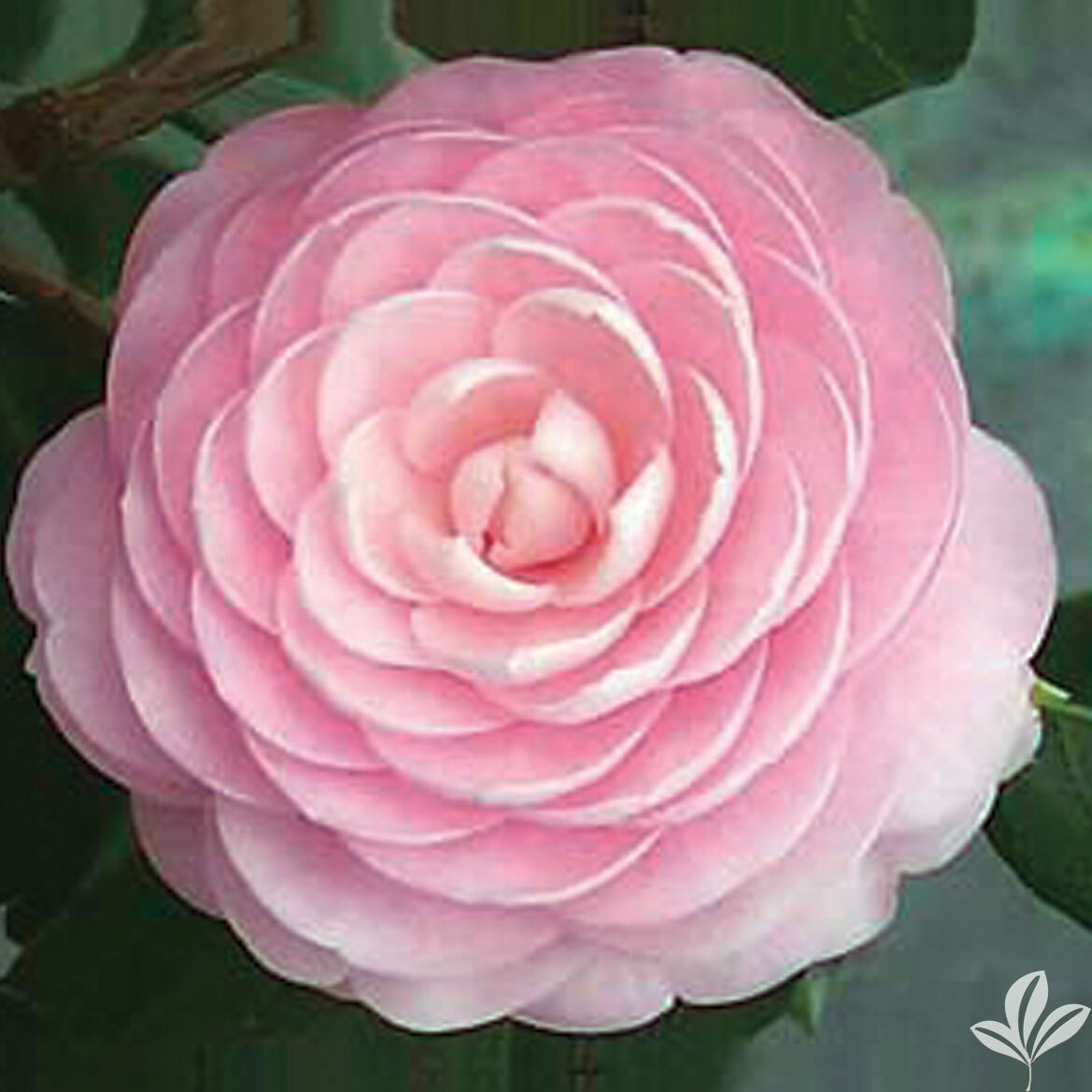 **PINK PERFECTION**Unique Bloom*Camellia Japonica-Live Starter Plant -USA SELLER