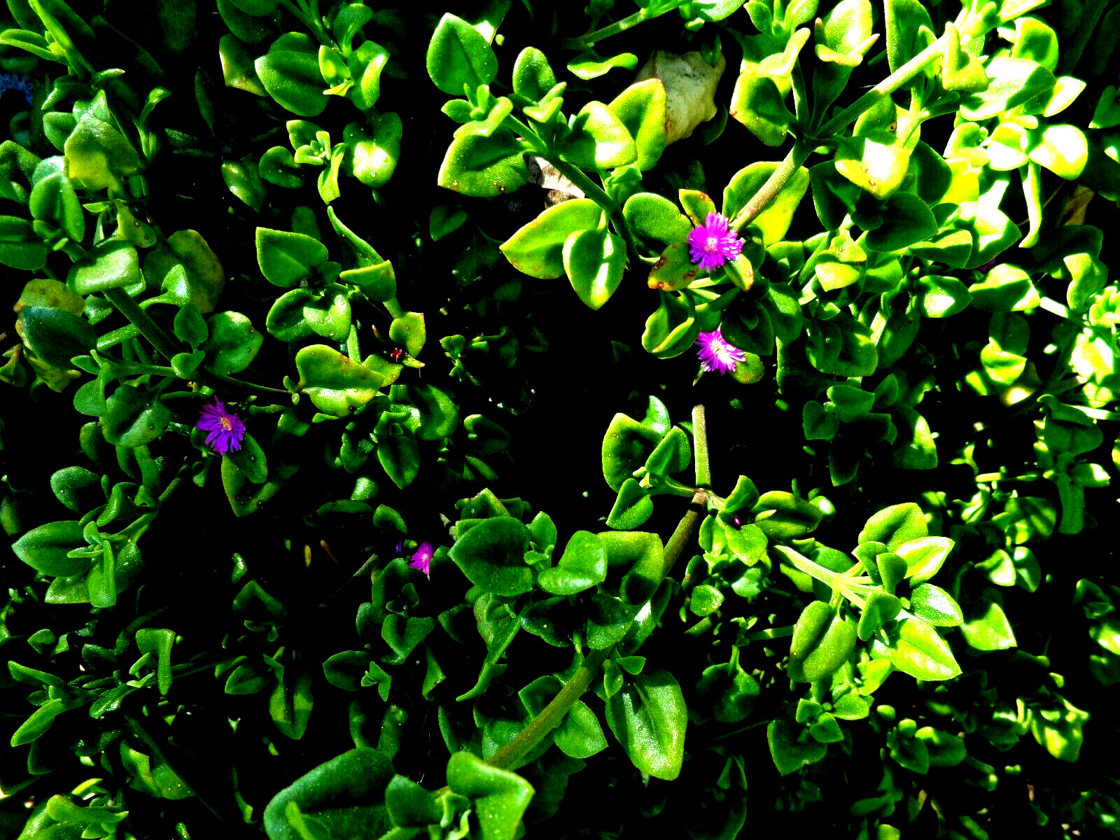 10 Cuttings Aptenia cordifolia Purple/Pink Apple Ice Plant’ ‘Baby Sun Rose’ 4″-7