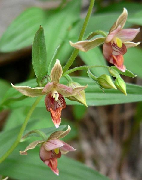 Epipactis gigantea | Giant Steam Orchid | Chatterbox | 100 Seeds
