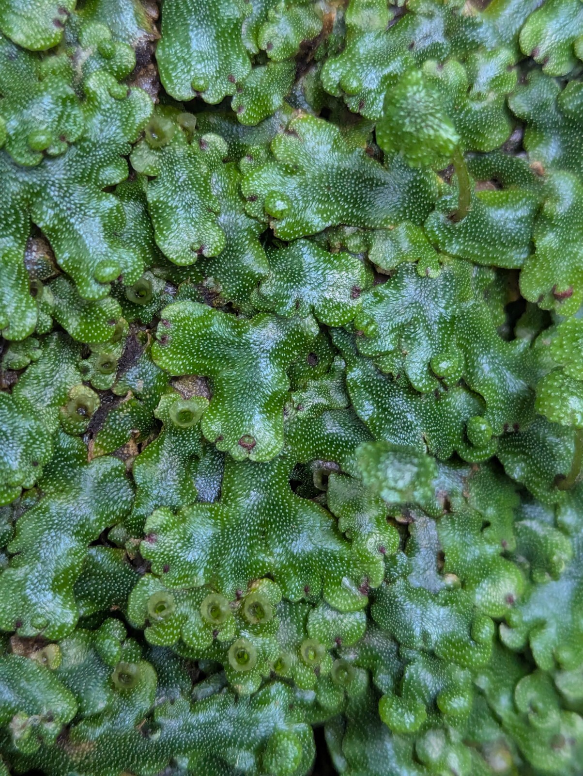x3 Live Rare Bare Plants : 3″ inch : Marchantia Liverwort rainforest groundcover