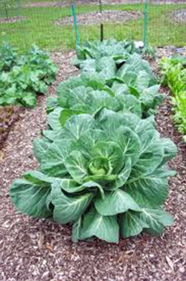 COLLARD GREENS SEED, VATES, HEIRLOOM, NON GMO, 50+ SEEDS, COLLARD GREEN