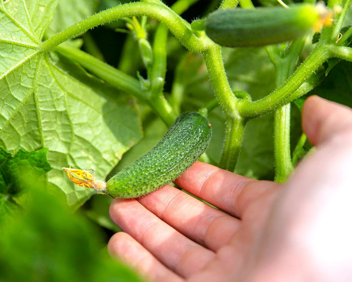 Parisian Gherkin Cucumber Seeds | Cornichon Mini Pickle Seed 2024 Fast Shipping