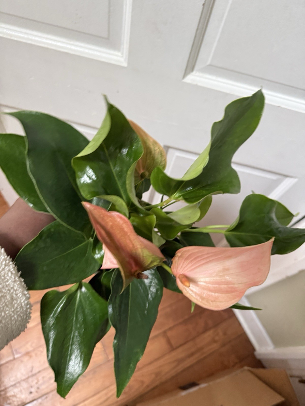 Anthurium Ace Of Hearts Rare Plant
