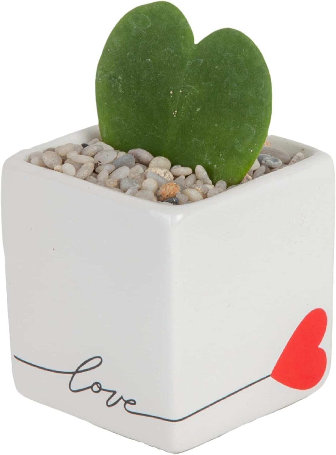 Easy Care Hoya Heart Live Plant in Decorative Pot/-^-~