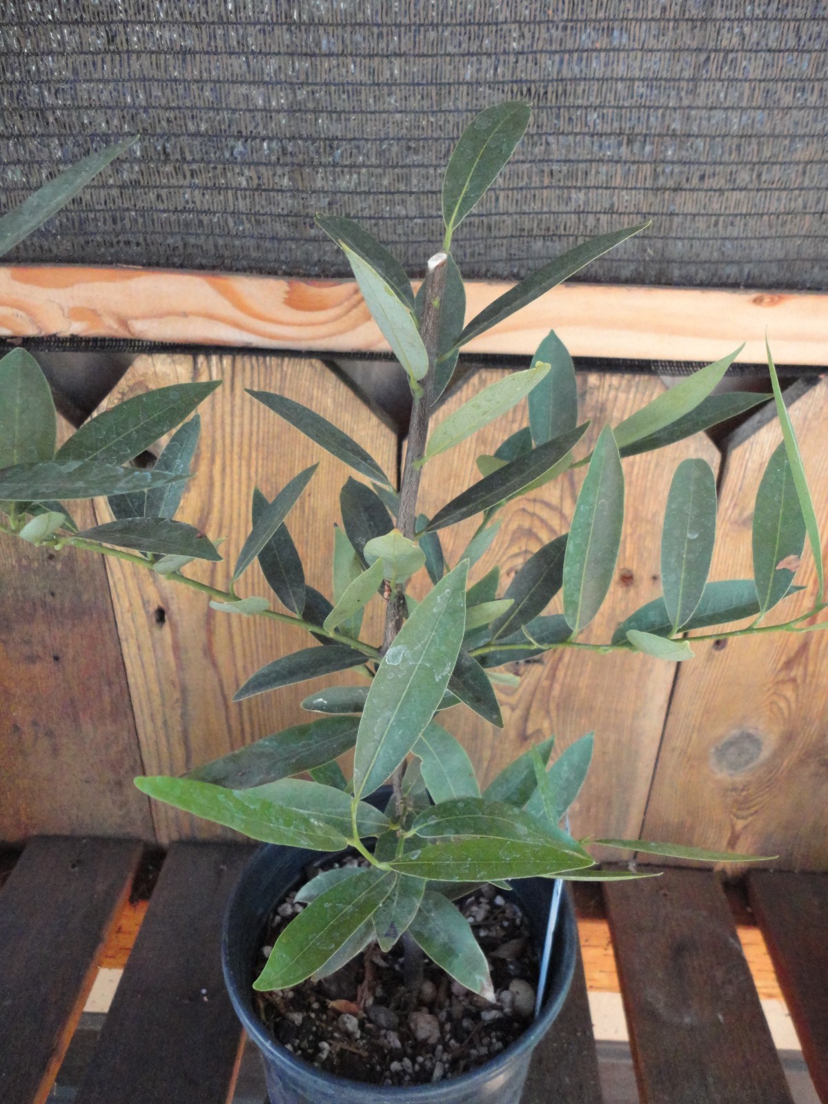 Oregon Myrtlewood Tree Pre-Bonsai Live Evergreen 3 Year Old Grower’s Choice