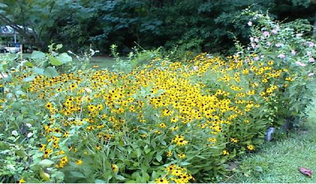 Wild Blackeyed Susan Flowers Bulk Seed Pack Over 200 Seeds USA Seller