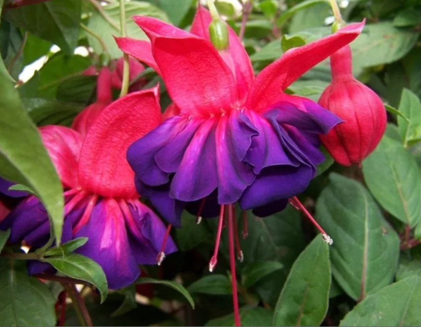 Voodoo Fuchsia Plant – 3-6″ Tall – 6″ Pot – Fuchsia hybrid – Double Purple & Red