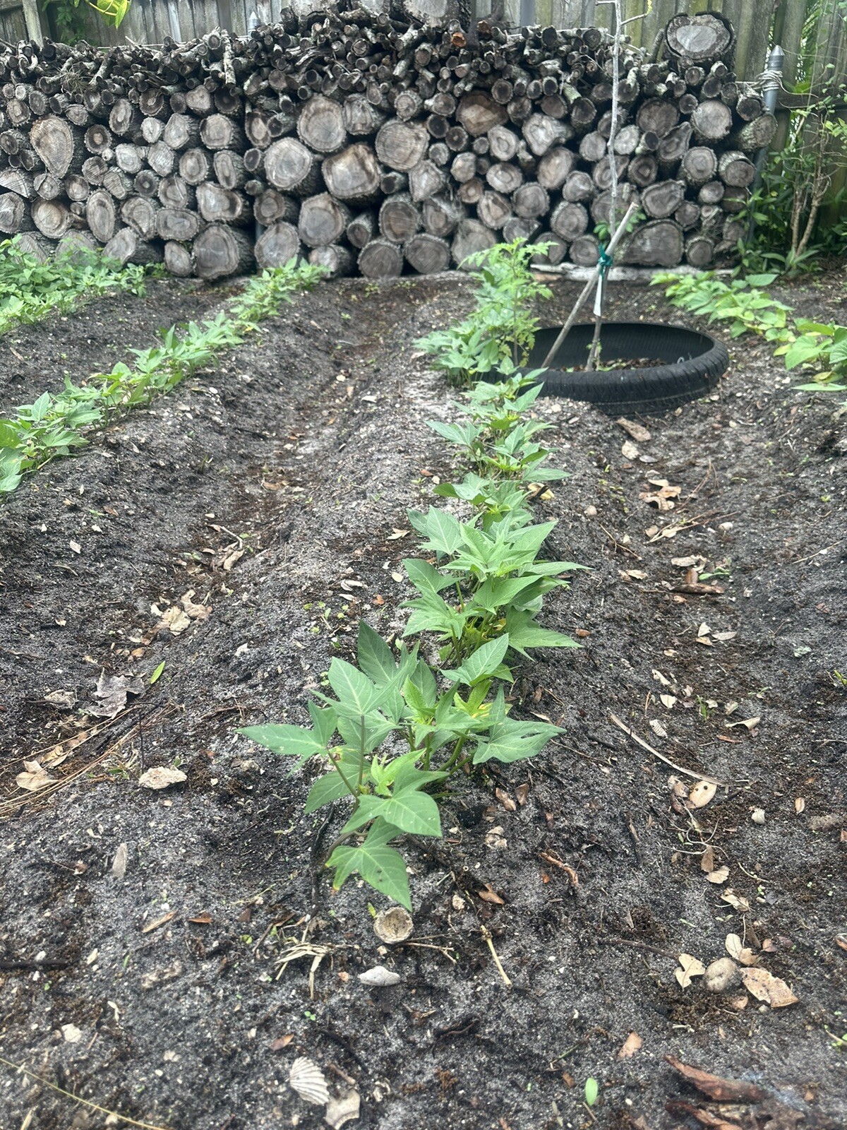 5 purple and whiteJapanese yam Sweet Potato Slips Rooted In A Cup dây lang nhật