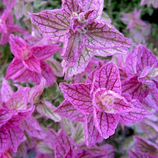 Clary Sage PINK SUNDAE Salvia Birds Butterflies Pollinators Non-GMO 100 Seeds