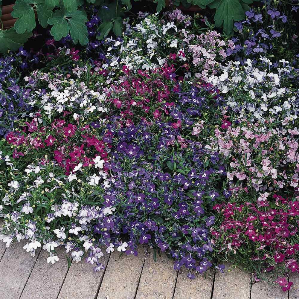 10000 Seeds Lobelia Seed – Lobelia Erinus Riviera Ground Cover Seeds
