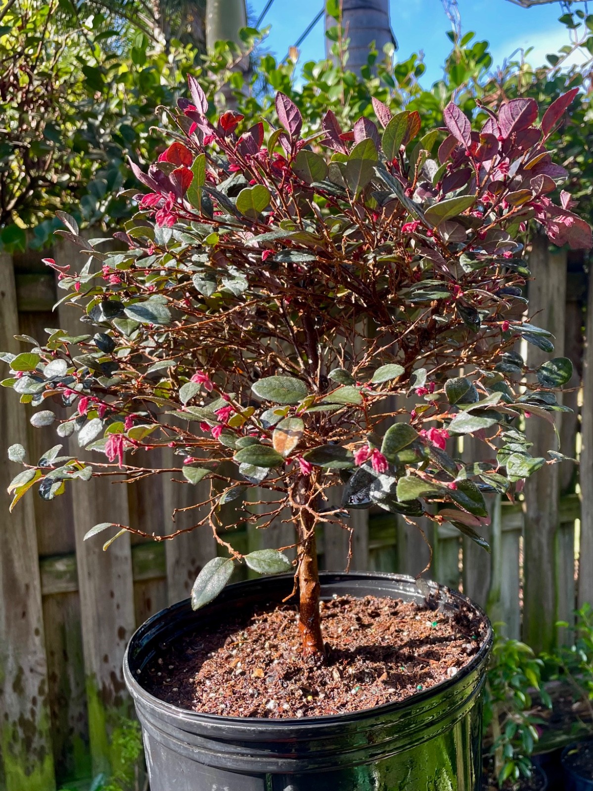 Daruma Dwarf Loropetalum chinese fringe Bonsai Style Tree 6 years