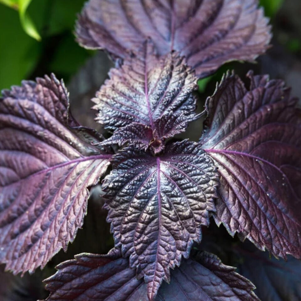 Live Purple Shiso Plants, Perilla, Beefsteak Well Rooted 6″+ tall Plant Herb