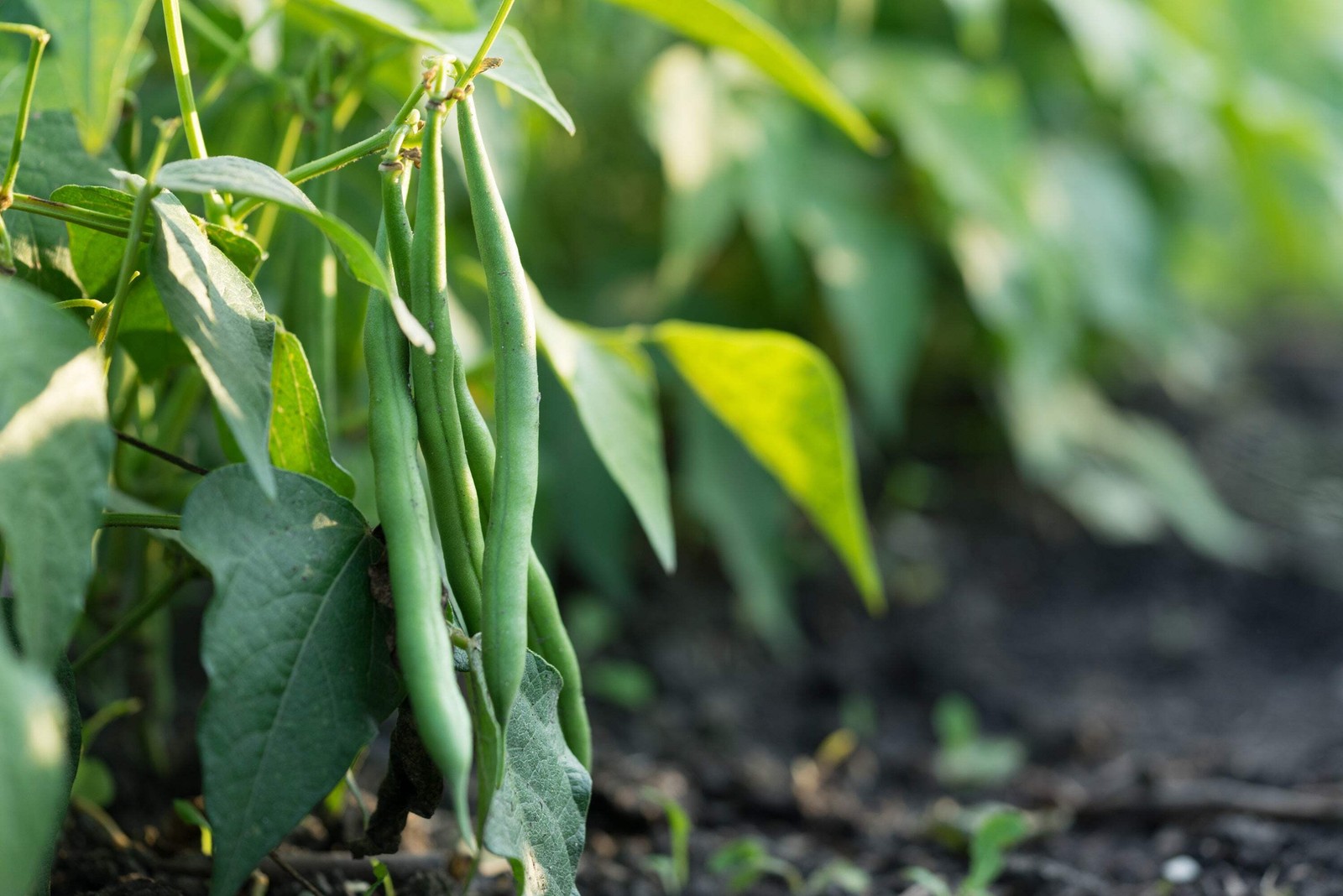 50 BURPEE STRINGLESS GREEN POD BEAN French Phaseolus Vulgaris Vegetable Seeds