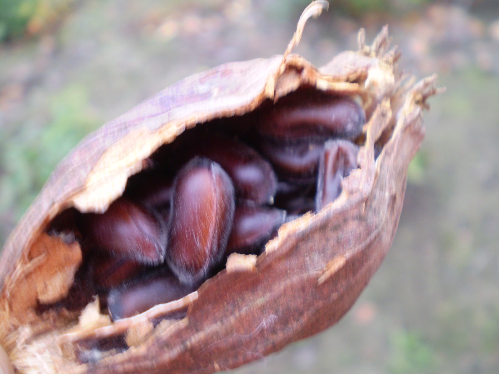 Carolina Allspice, Calycanthus floridus, Shrub Seeds