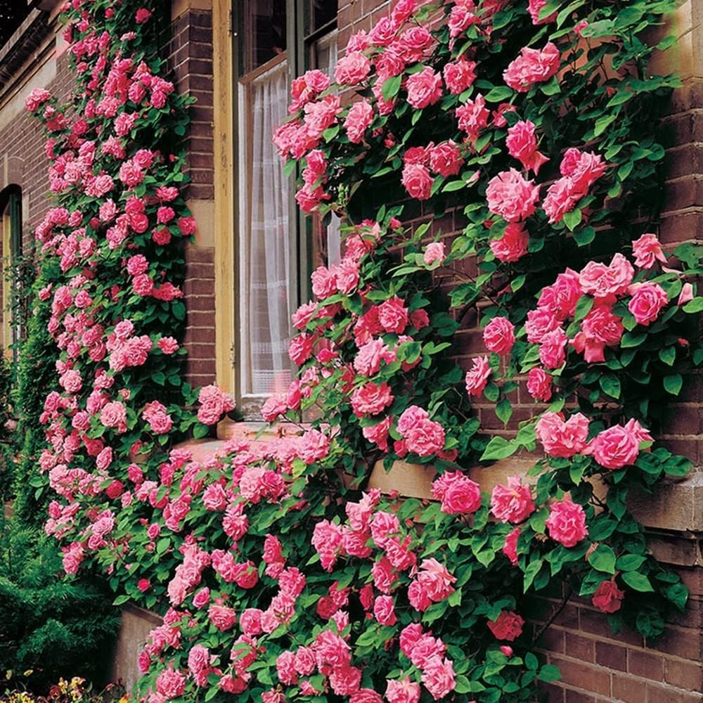 200+ Heirloom Climbing Rose Seeds for Stunning Gardens – Long-Blooming Beauty