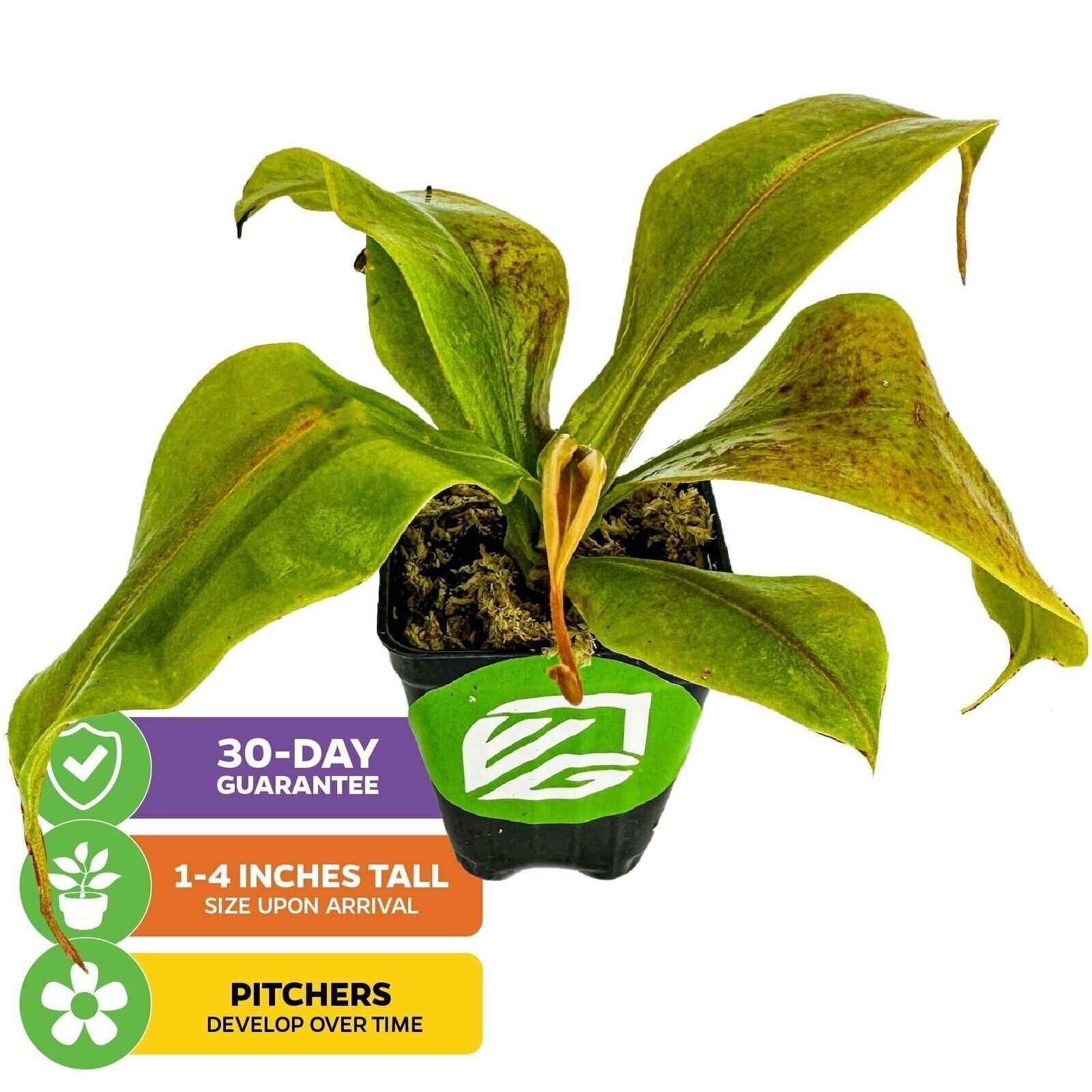 St. Gaya Pitcher Plant Carnivorous – Nepenthes – Live Plant