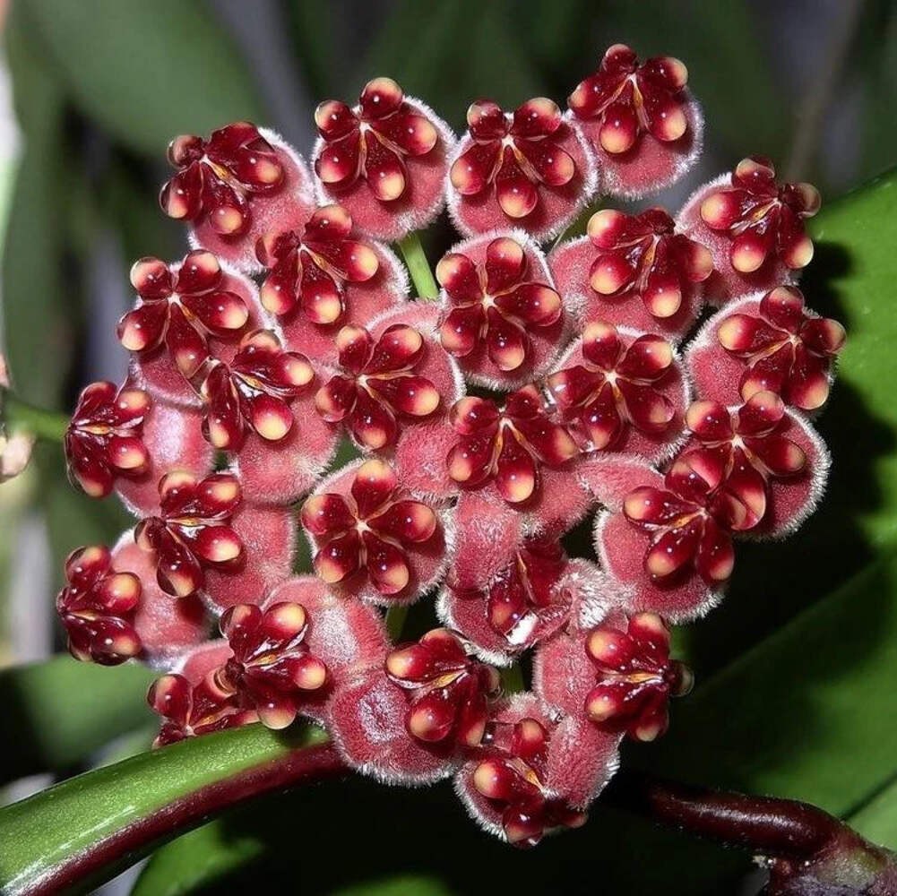 Hoya Wayetii – Rooted In 3.5″ pot – Wax Plant – Multiple Nodes!