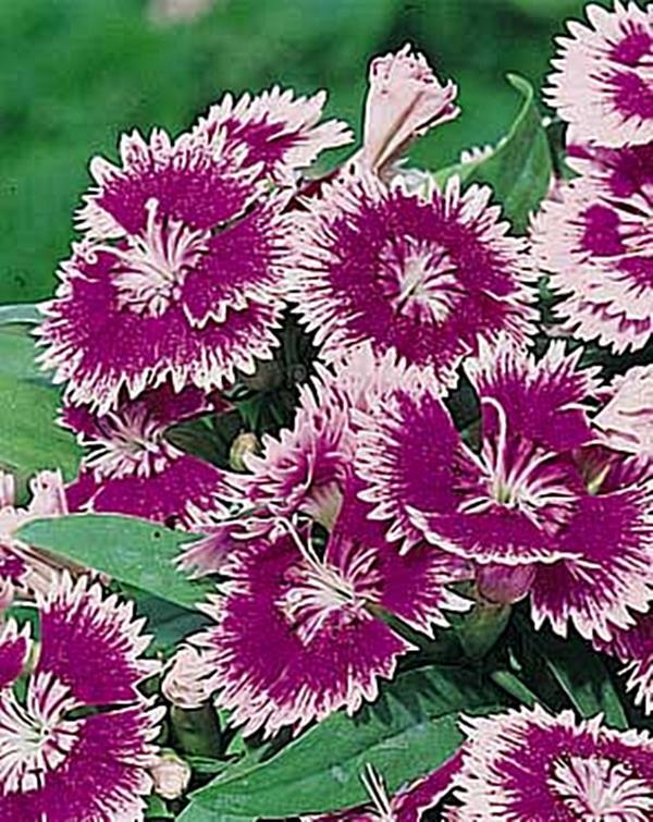Dianthus Ideal Series Violet Picotee Annual Seeds