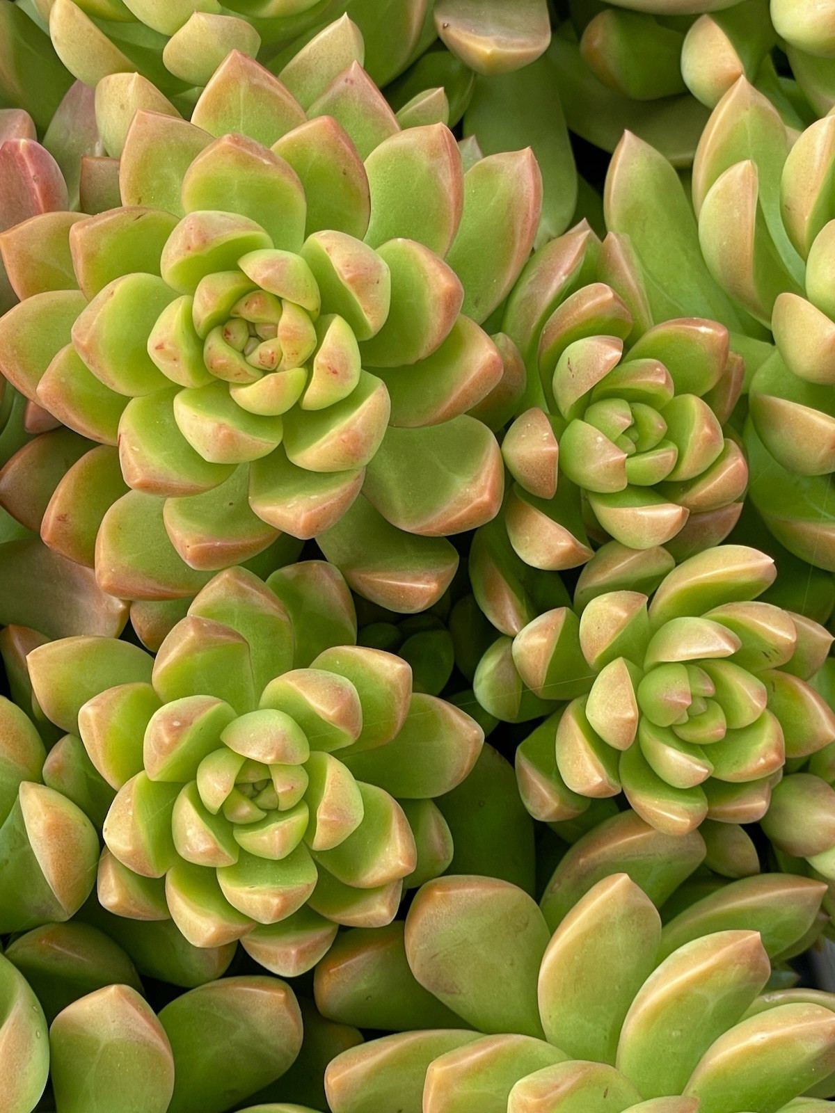 Rare Succulent Sedum Adolphi Golden Glow 2-3 Inches Unrooted Live Plant Cutting