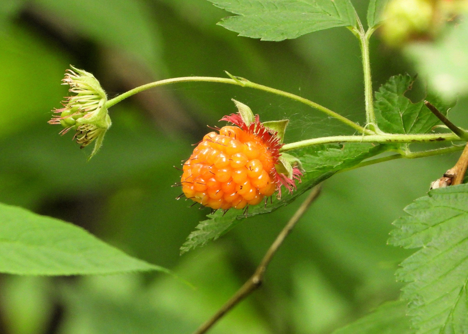 20 SALMONBERRY RUSSIAN RASPBERRY Rubus Spectabilis Fruit Seeds Purple Flowers