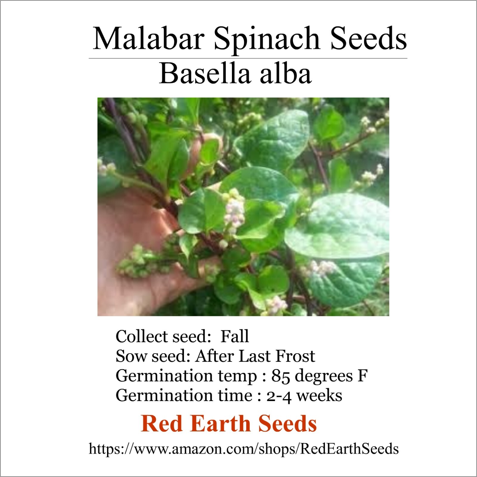 Malabar Spinach 10 seeds – Basella alba