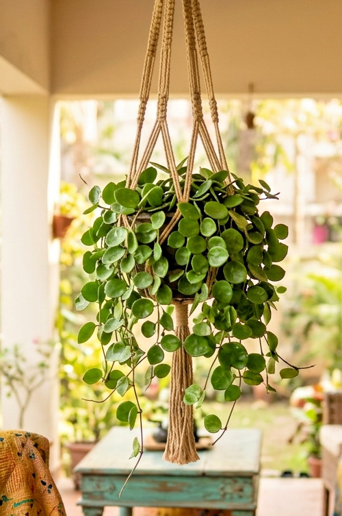 Live Hoya Chelsea 3″ Pot Rooted Rare Wax Plant Pink Carnosa Gift Vining Plant
