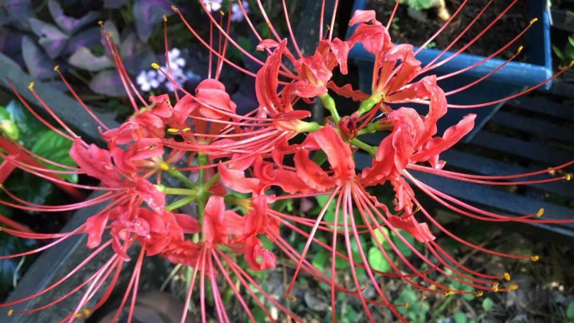Red Spider Perennial Lily Flower 35 + Seeds USA Seller