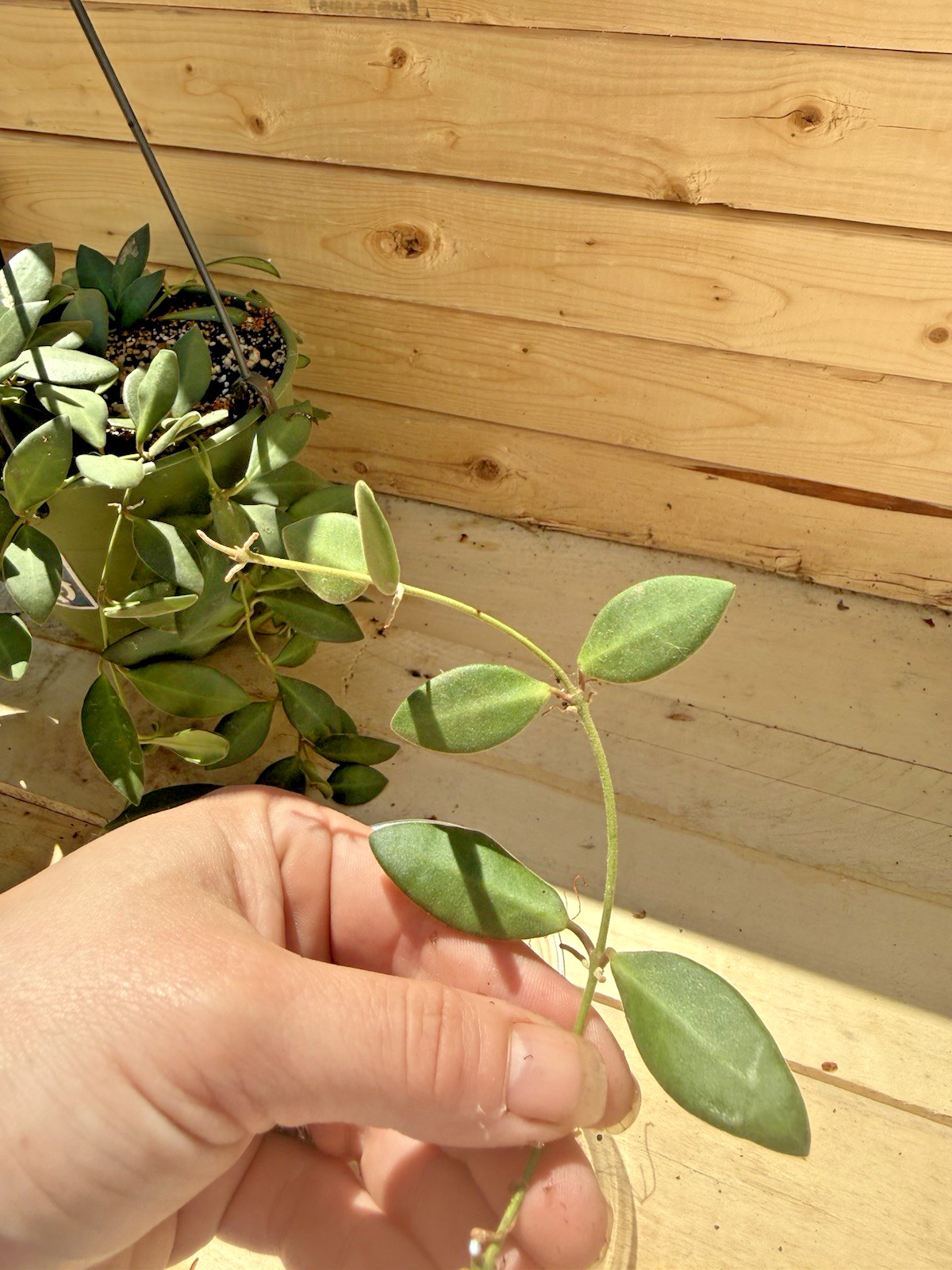 Hoya Burtonaie 6 Leaf 4 Node Cutting, Ships in Moss – Off Mature Mom Plant