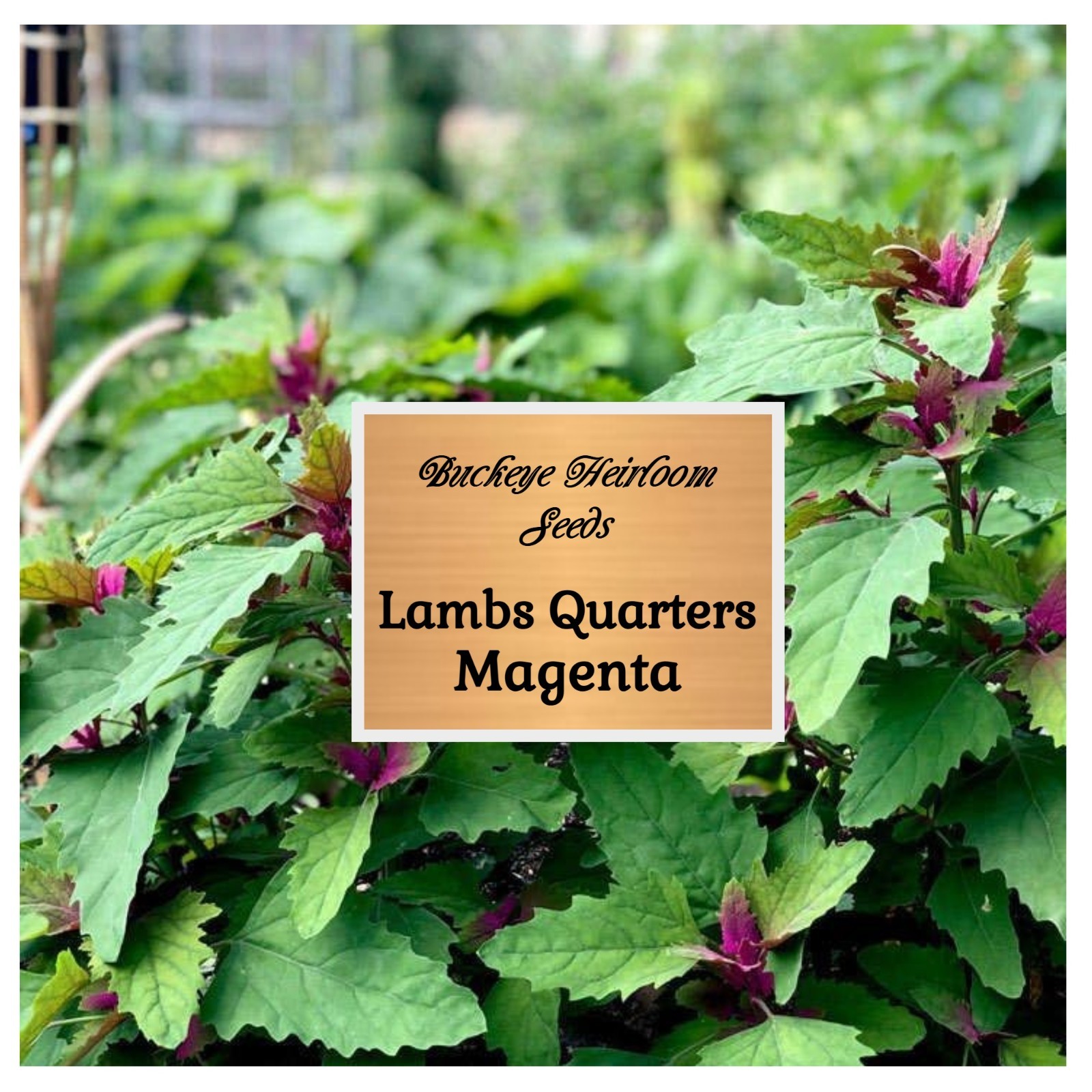 Lambs Quarter Seeds | Super Food | Magenta Spreen | AKA Goosefoot | Will Re-seed
