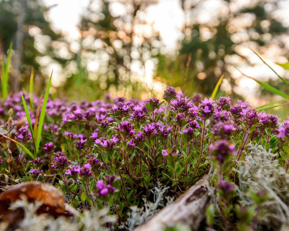 Creeping Thyme Seeds (Thymus serpyllum) , Ground Cover by Mai’s Family