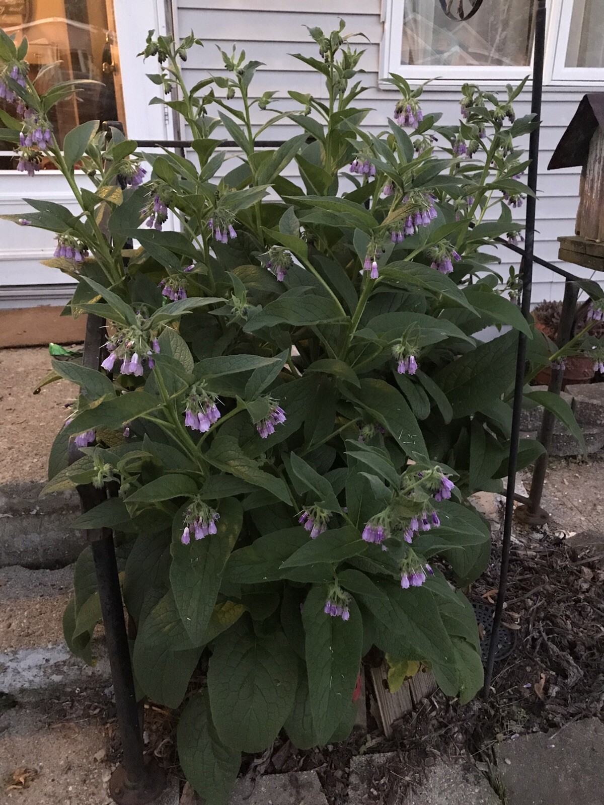 12 (1/2″ to 1″ Long) Comfrey (bocking 14) Root Cuttings
