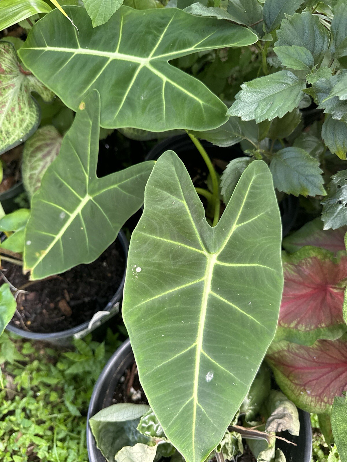 Green Velvet Alocasia
