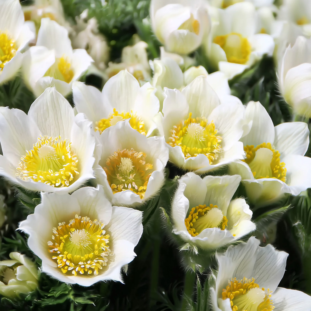 Pasque Flower 20 Seeds | Heirloom Anemone patens wolfgangiana for Gardens