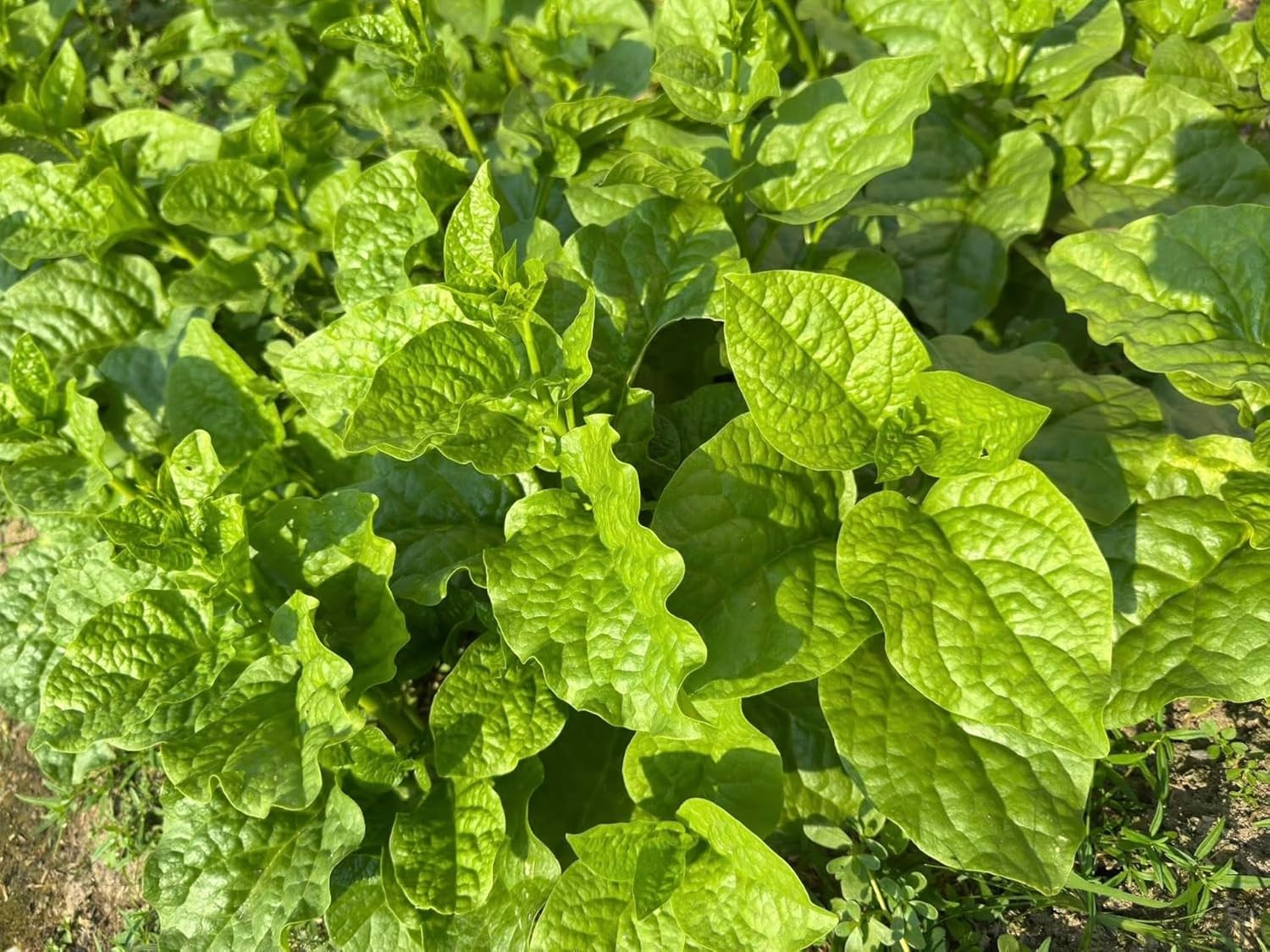 100+ Organic Malabar Spinach Seeds – Rau Mồng Tơi – Basella Alba – Climbing Spin
