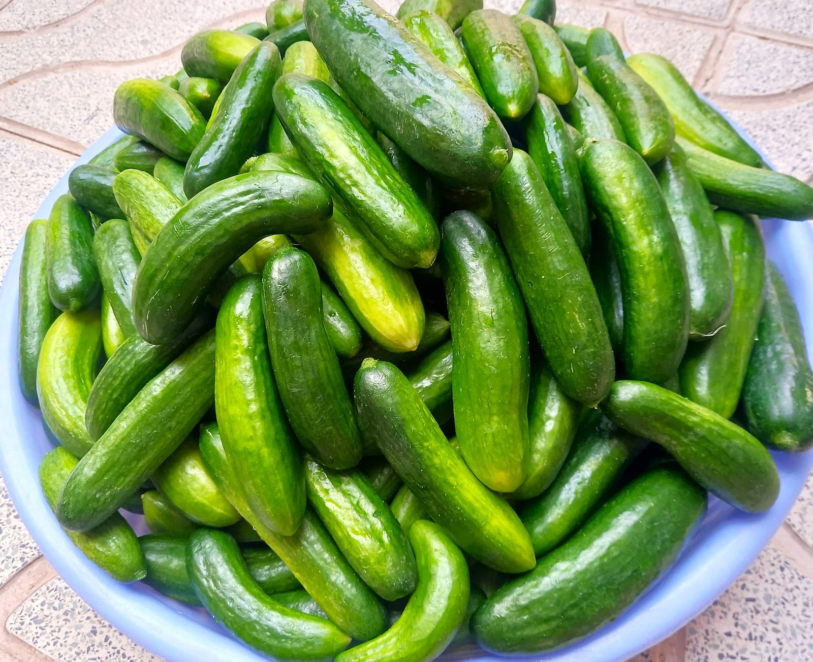 Diva Seedless Persian Cucumber Seeds – For 2026 Planting AAS Winner Thin-Skinned