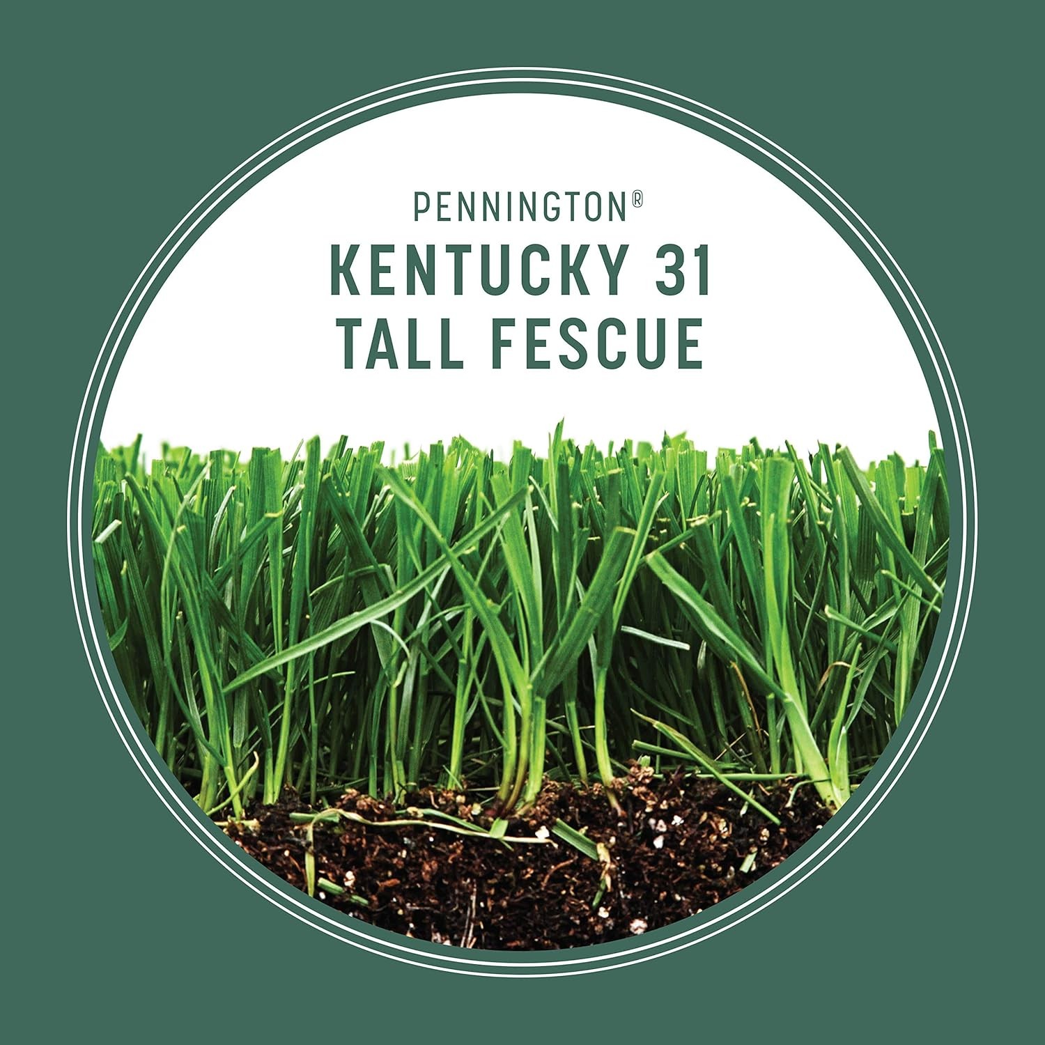 Kentucky 31 Tall Fescue Penkoted Grass Seed Durable Economical Lawn 3 LB NEW