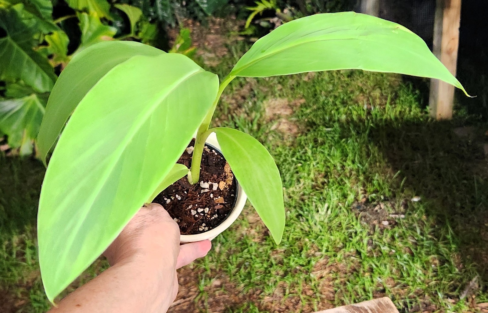 Musa Blue Java “Ice Cream” Banana Plant in 4″ Pot 11″ Tall 14″ Wide