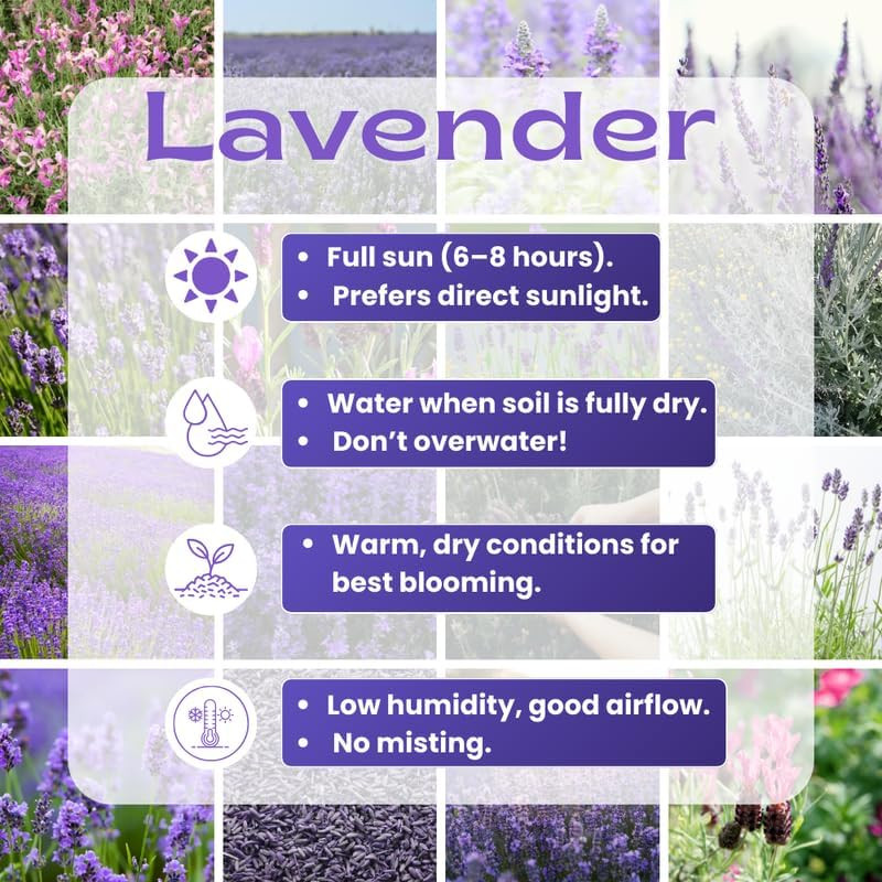3 Plugs Lavender Plants Live Starter Plants 1-3″ in Tall, Hardy Perennial Lavend