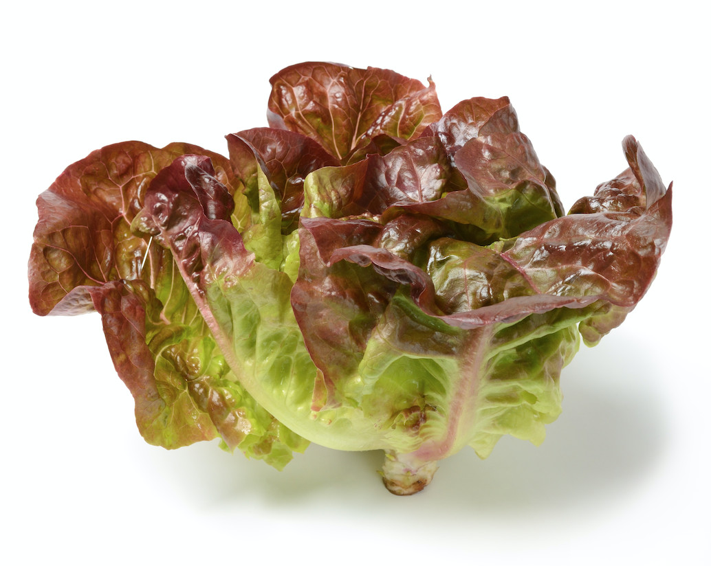 Organic Yugoslavian Red Butter Lettuce – Lactuca sativa