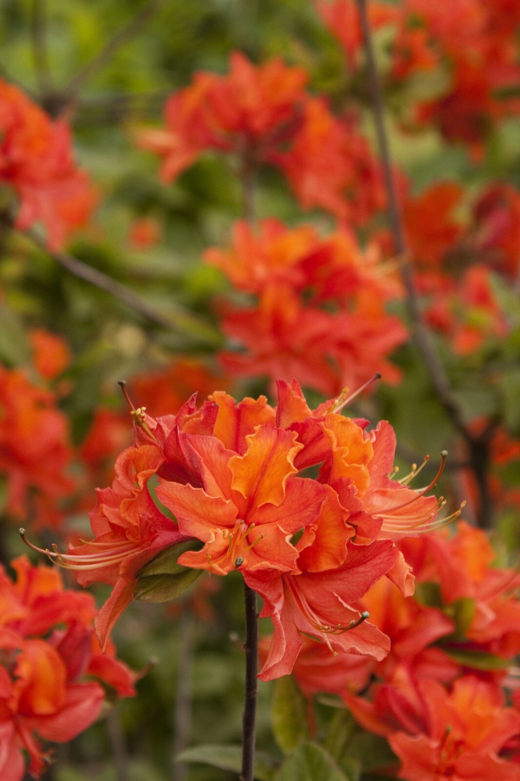 MANDARIN~Azalea Rhododendron Hybrid~STARTER Plant~MAY BE DORMANT
