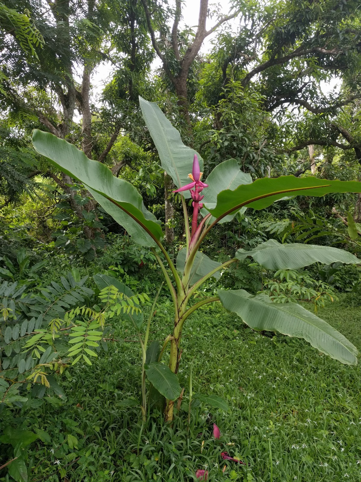 Musa Royal Purple banana live Rhizome tropical plant exotic