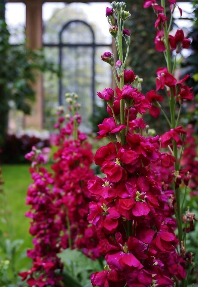 Stock Variety: Cherry Blossom, Lavender Blue, Yellow, Apricot, Purple, Ruby