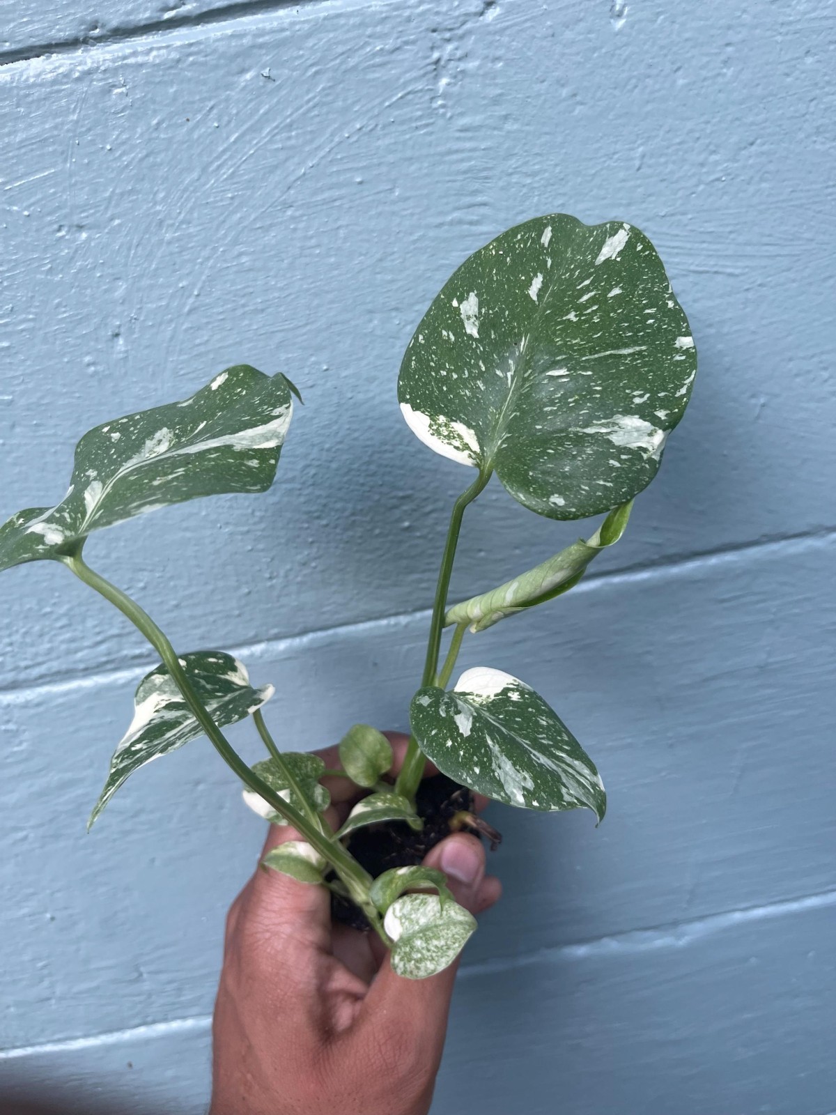 Variegated Monstera Thai Constellation Rare Live Indoor Tropical Houseplant