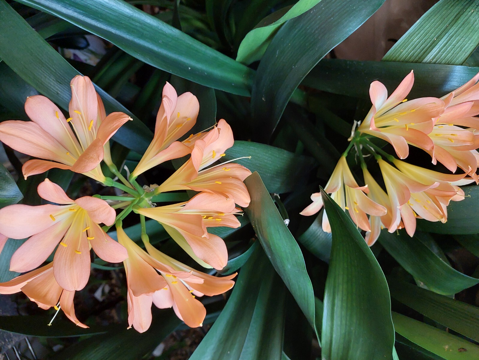 Clivia Miniata African Pastels x Solomon Yellow, 4y old, no flower, USA seller