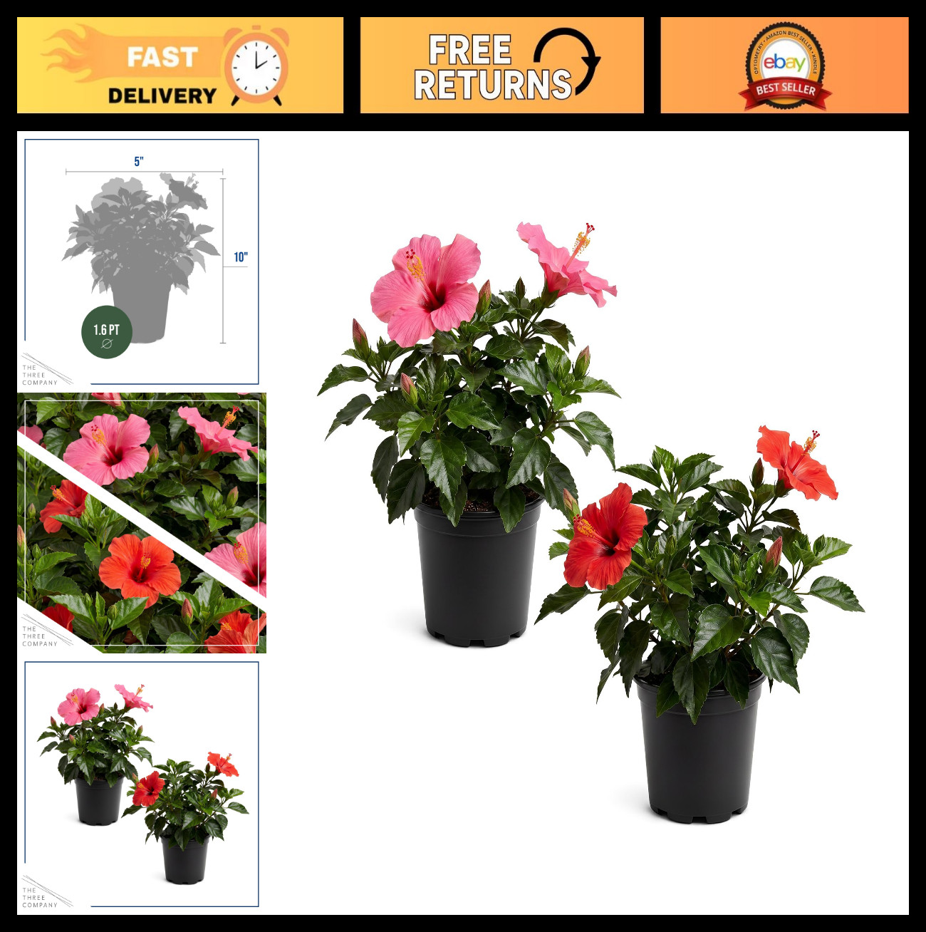 Tropical Hibiscus Plants – Assorted Colors, Live Flowering, 10″ Tall, 2 Pack