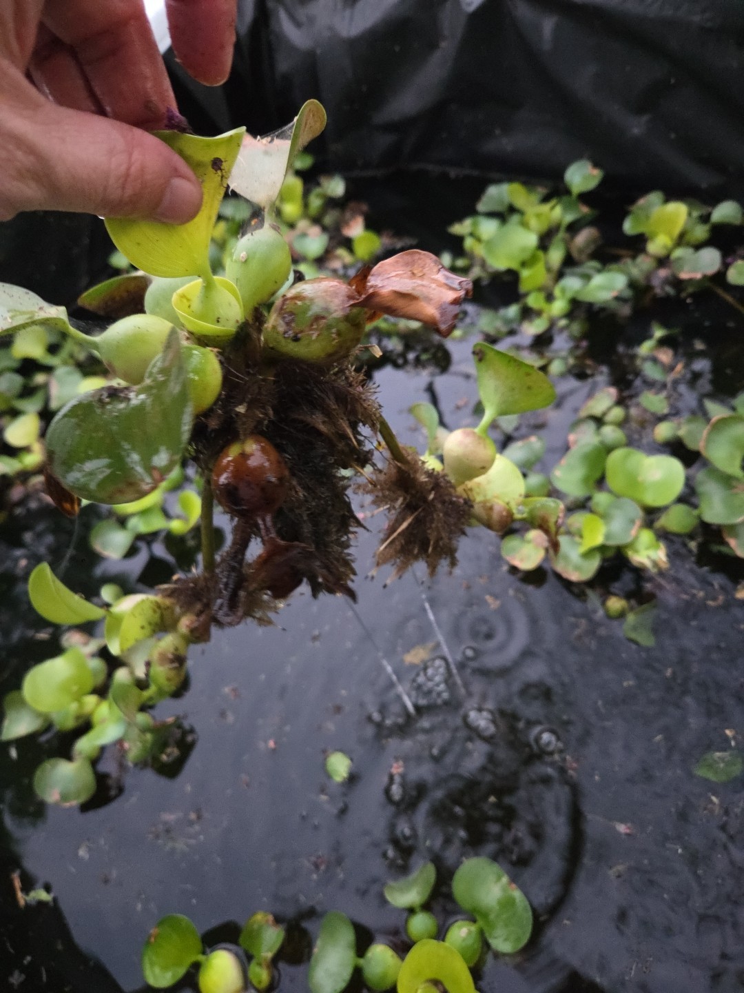 300 Plants Water hyacinth UPS 3DAY