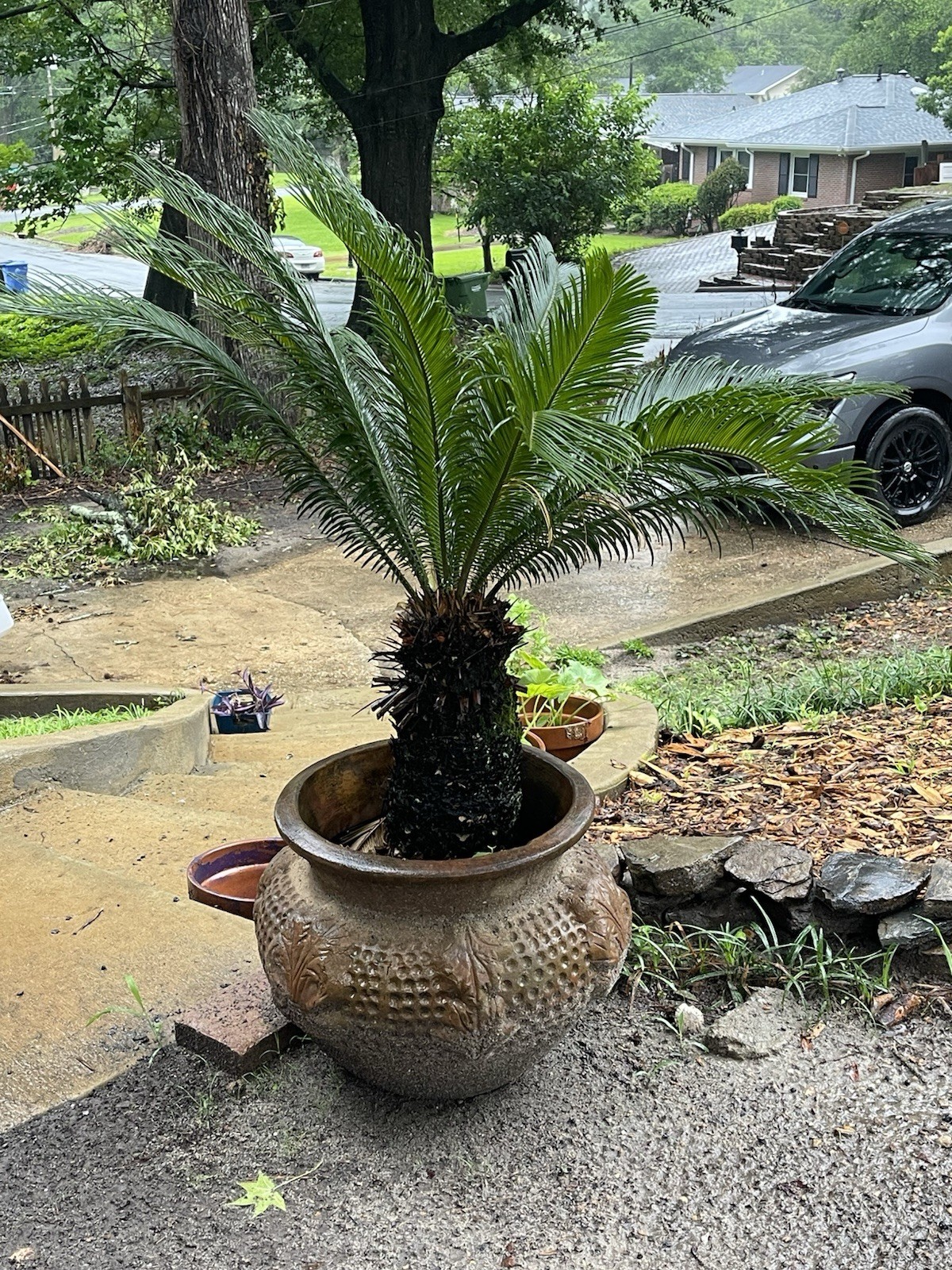 Sago Palm Cycas Live Potted Evergreen Outdoor Tree w/ Large Pot, 20+ in